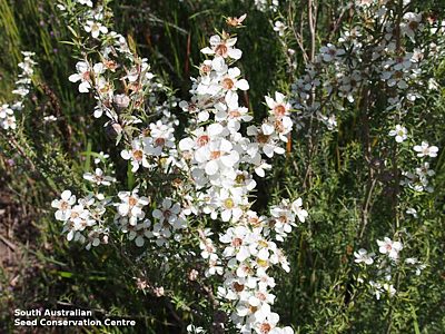 Leptospermum continentale Stipituris CP flowers c